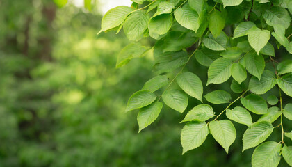 Green, fresh leaves on the tree in the forest at summer. Green background concept. organic texture with copy space
