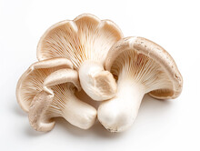 Fresh Oyster Mushroom Isolated On White Background. Minimalist Style.  
