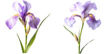 Set Of Stem Iris Flowers On A Transparent Background