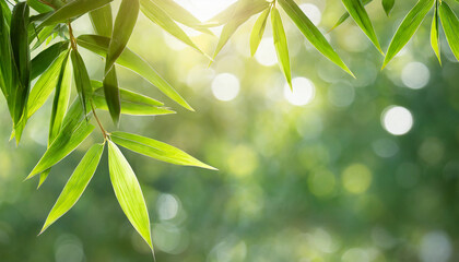 Wall Mural - frame of fresh green bamboo leaves isolated on blurred abstract sunny background banner, nature scene with asian spirit and copy space