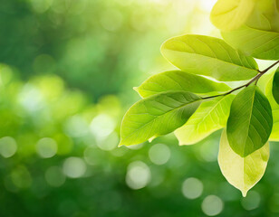 Wall Mural - Nature of green leaf with bokeh background in summer, Natural green leaves plants with sunlight in springtime, copy space, environment ecology.