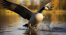 The Elegant Flight Of The Canada Goose Over Serene Waters