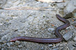 Türkische Netzwühle // Turkish worm lizard (Blanus strauchi) - Dadia, Türkei