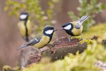 Two Beautiful Great Tit Sitting On The Tree Stump. Wildlife Scene With Two Songbirds. Parus Major. 