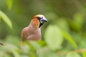 Wall Mural - Beautuful closeup portrait of a hawfinch male. (Coccothraustes coccothraustes) Wildlife scene from nature.