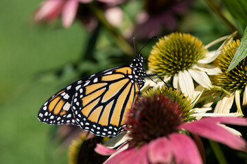 Poster - monarch in Echinacea