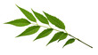 Medicinal neem leaves Azadirachta indica Siamese, Isolated on transparent PNG back, Generative ai