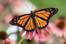 Monarch On Pink Coneflower