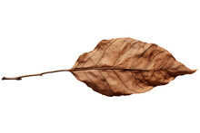 Dry Brown Dead Leave Isolated, Isolated On Transparent PNG Back, Generative Ai