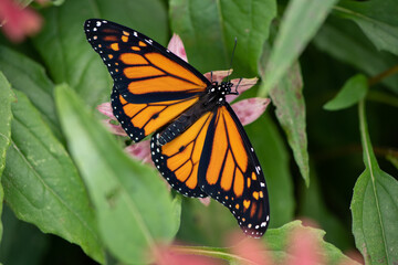 Sticker - monarch butterfly on flower open wings