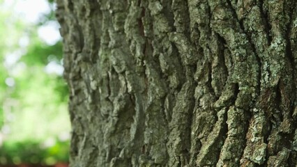 Dolly Close Up Shot of Trunk and Bark of a Giant Oak Filling the Entire Frame
