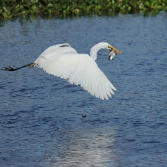 Wall Mural - Great White Egret with a Fresh Fish Catch Gainesville Florida Paynes Prairie