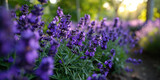 Fototapeta Kwiaty - lavender field in the morning close up 