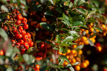 Cotoneaster Garden Shrub With Large Number Bright Red Berries, Decorative Fruit, In Sunlight On A Sunny Autumn Day