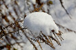 nawłoć pod śniegiem, Nawłoć kanadyjska zimą, Solidago canadensis, Solidago under the snow, Withered plants under snow, Solidago dried flowers on winter under snow

