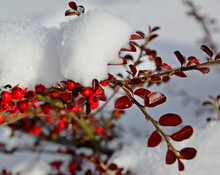 Irga Pozioma Pod śniegiem, Cotoneaster Horizontalis, Irga Zimą, Red Berries In The Snow In A Winter Sunny Day, Cotoneaster Bush With Red Berries Covered With White Snow. Cotoneaster Fruits Under Snow
