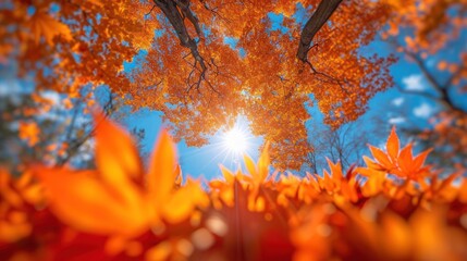 Canvas Print -  the sun shines brightly through the leaves of the trees in the autumntime, with a blue sky in the background.