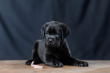 a Labrador retriever puppy