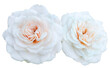Beautiful bouquet of white roses isolated on transparent background. Detail for creating a collage