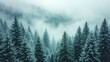  a forest filled with lots of tall pine trees covered in a blanket of fog and smudges of snow in the distance is a forest filled with tall evergreen trees.
