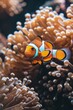 Landscape with clown fish on the bottom of the sea among corals, marine life concept.