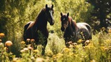 Fototapeta Konie - Two horses grazing in the meadow