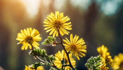 Wall Mural - fuzzy yellow blooms on a branch in soft sunshine