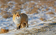 beautiful fox stands in winter