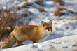 red fox looks in winter
