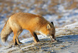 red fox eats something on the road
