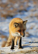 red fox looks with interest in winter
