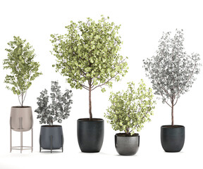 Wall Mural - 3D digital render of plant tree in a pot isolated on white background