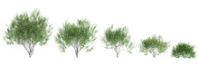 3d Illustration Of Set Pistacia Lentiscus Tree Isolated On Black Background
