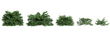 3d Illustration Of Set Abies Balsamea Bush Isolated On White Background