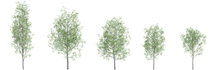 3d illustration of set Populus tremula tree isolated on black background