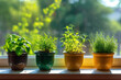 © reddish - Green plants in the pots, spring gardening, growing a plant