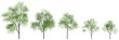 3d illustration of set Carya ovata tree isolated on black background