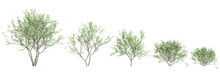 3d Illustration Of Set Cephalanthus Occidentalis Bush Isolated On Black Background