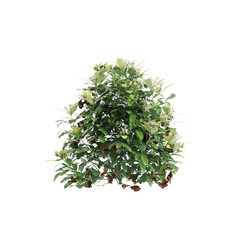 Wall Mural - 3d illustration of Choisya ternata bush isolated on black background