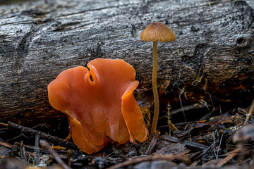 Wall Mural - Apricot Jelly (Guepinia helvelloides) and Mycena Fungus