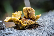 Western Jack-o-Lantern (Omphalotus Olivascens) Mushroom
