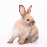 Fototapeta Zwierzęta - An isolated portrait or close up of lovely, adorable and fluffy Easter bunny or rabbit on white background. Cute furry and curiosity rabbit on white background Symbol of Easter day festival or events.