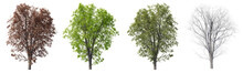 Set Of Acer Pseudoplatanus Tree,  Autumn, Summer, Spring, Winter Of The Tree With Isolated On Transparent Background. PNG File, 3D Rendering Illustration, Clip Art And Cut Out