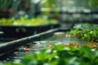 Aquaponic Farming System - An aquaponic system with fish tanks and plant beds in a greenhouse setting - AI Generated