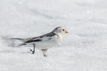 Closeup Of Male Snow Bunting Running In Snow