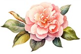 Watercolor  red Camellia flowers on white background