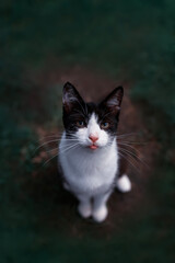 Wall Mural - top view of a cute cat with big sad and beautiful eyes on a grass background sitting in a meadow and looking up with his tongue sticking out