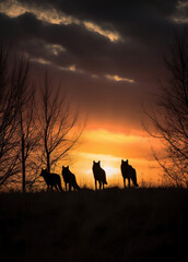 silhouettes of a pack of wolves standing on a hill with a beautiful sunset in the background.