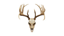 Deer, Buck Skull Wildlife Elegance. Majestic Deer Skull With Antlers - PNG Clipart For Hunting And Trophy Design Art.