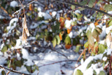 Fototapeta Londyn - Rośliny zimą, rośliny w śniegu